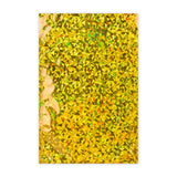 Buste Laminate Olografiche